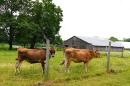 Cows in a field